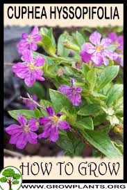 Image result for Cuphea hyssopifolia