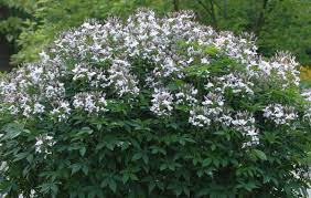 Image result for Cleome elegantissima