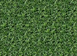 With a dense, rapidly spreading growth habit and quick recovery from injury, tifway 419 is one of the most durable bermuda grasses on the market. Tifway 419 Bermuda King Ranch Turfgrass