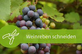 Eine regelmäßige kontrolle, freude bei der pflege und beobachtung des wuchsverhaltens erleichtern die schnittarbeiten für gesunde. Weinreben Schneiden Anleitungen Fur Eine Reiche Ernte