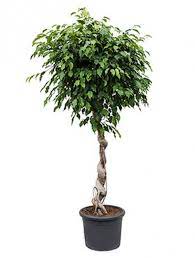 Maybe you would like to learn more about one of these? Ficus Benjamina 180 Cm Birkenfeige Spirale Die Palme Palmenmarkt