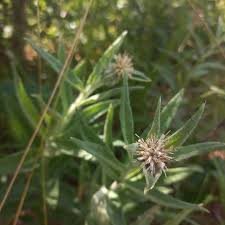 Image result for Chlorophytum subpetiolatum