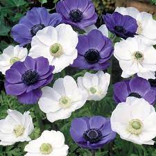 Poppy Anemone Mixture Blue And White Poppy Anemone Breck S Anemone Flower Spring Flowering Bulbs Anemone