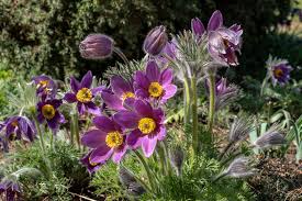 Berlin Garten Der Welt Kuhschelle Berlin Gardens Of The World Pasque Flower Pulsatilla Vulgaris Gardens Of The World Flowers Perrenials