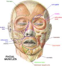 Muscles are responsible for our ability to do everything from getting out of bed in the morning to so, just how large can the muscles in the human body get? Facial Muscles