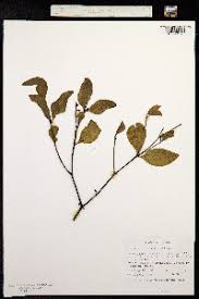 Image result for Viscum shirense