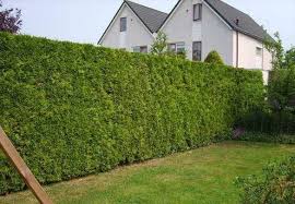 Selain memasang tulisan larangan, pengelola juga menutup rapat pagar hotel menggunakan kain. Cara Membuat Pagar Hijau Di Negara Ini Mengenai Tanaman Yang Sesuai Dalam Video