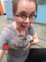 Went to my bird store and they had baby greys!!!