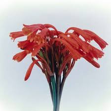 Image result for Cyrtanthus mackenii