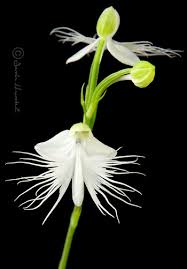 Image result for Habenaria tenuispica