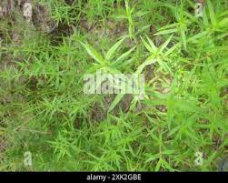 Image result for Hexasepalum sarmentosum