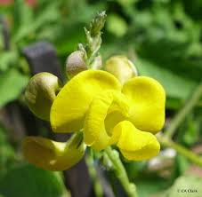 Image result for Vigna umbellata