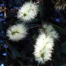 Image result for Melaleuca quinquenervia