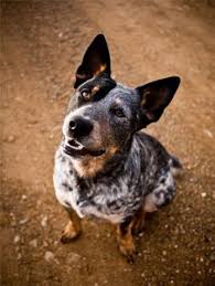 Use them in commercial designs under lifetime, perpetual & worldwide rights. 85 Cattle Dog Ideen Hunde Tiere Australian Cattle Dog