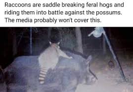Raccoons Are Saddle Breaking Feral Hogs And Riding Them Into Battle Against The Possums The Media Probably Won T Cover This Best Funny Jokes Best Funny Photos Funny Photos