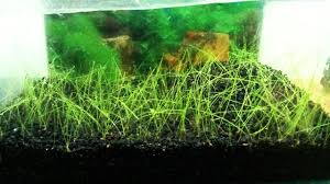 Dwarf Hairgrass Care Guide – Planting, Growing, And Propagation - Shrimp  And Snail Breeder