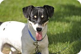 Meridian Id Jack Russell Terrier Mix Meet Rico A Dog For Adoption Jack Russell Terrier Jack Russell Terrier Mix
