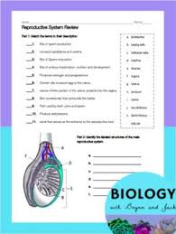 Reproductive System Review Worksheet Reproductive System Human Body Worksheets Female Reproductive System
