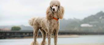 Mother a jet black beauty male a we have an absolutely stunning full registration akc black standard poodle puppy for sale. Standard Poodle Puppies For Sale Greenfield Puppies