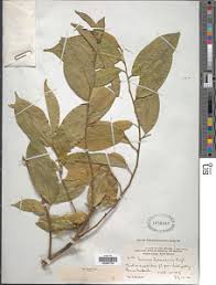 Image result for Leptaulus