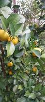 Image result for Citrus reticulata