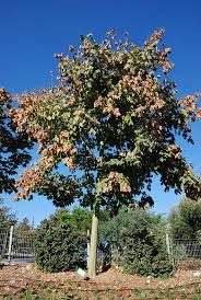 Image result for Firmiana