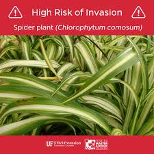 Image result for Chlorophytum pubiflorum