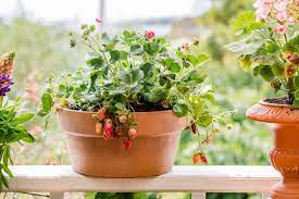 Firm the plants in and water to settle the compost around the roots. How To Grow Strawberry Plants In Pots