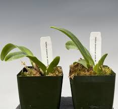 Image result for Cavacoa aurea