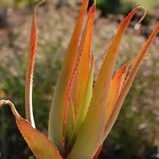 Image result for Synadenium kirkii