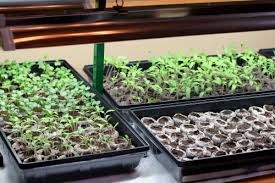 What grow lights do and how they work. How To Start Seeds Using Grow Lights One Hundred Dollars A Month