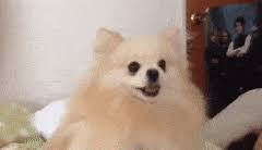Top 30 Pomeranian Gifs Find The Best Gif On Gfycat