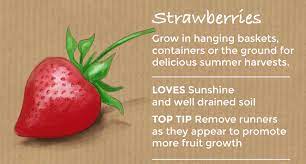Maybe you would like to learn more about one of these? Top 10 Easy To Grow Fruit Trees Plants Thompson Morgan