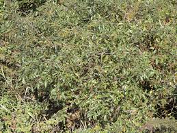 Image result for Searsia rehmanniana