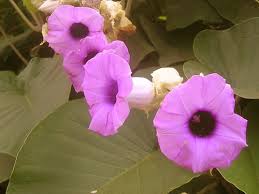 Image result for Aniseia martinicensis