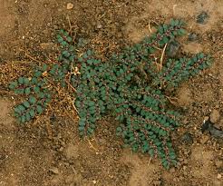 Image result for Euphorbia prostrata