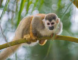 Squirrel Monkey In A Branch Sponsored Affiliate Paid Monkey Branch Squirrel Squirrel Monkey Squirrel Monkey