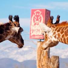 Hacer dos safaris mas la entrada son $15.000 clp por persona. 91 Naqqziyyucm