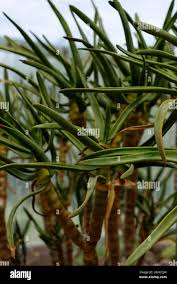 Image result for Cyphostemma hermannioides