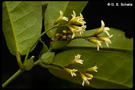 Image result for Hamamelidaceae