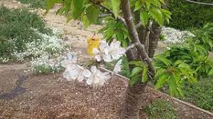 Royal lee cherries sold out. Minnie Royal Royal Lee Cherry Trees Overview Youtube