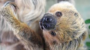You wouldn't believe it if you saw it, but sloths really are excellent swimmers. Germany Celebrates World S Oldest Sloth Bbc News