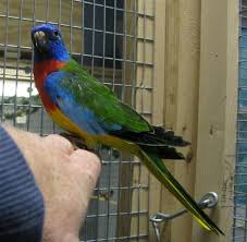 Pin By Izabella Zarzycka On Papugi Pet Birds Parakeet Parrot