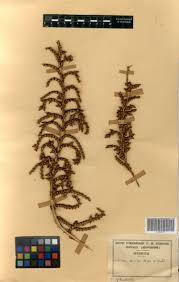 Image result for Calamus deerratus