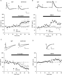An inhibitory postsynaptic potential (ipsp) is a kind of synaptic potential that makes a postsynaptic neuron less likely to generate an action potential. M1r Activation Increases Epsp But Not Ipsp Amplitude A 77 Lh 28 1 Download Scientific Diagram
