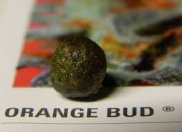 Orange Bud Review By Cannabis King Dutch Passion Blogs