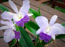 Lc Blue Velvet Surprise Beautiful Orchids Cattleya Orchid Orchid Show