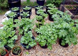 Any medium size container that holds at least two or three gallons of soil can be used. Growing Potatoes In Containers Part 1 Diary Of A Brussels Kitchen Garden