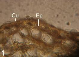 Image result for Cuscuta planiflora