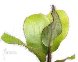 Image result for Elaphoglossum kivuense